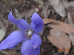 Wahlenbergia victoriensis