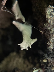 Xylaria hypoxylon