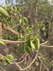 Secamone parvifolia