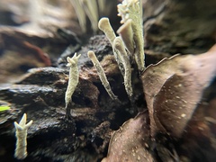 Xylaria hypoxylon