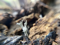 Xylaria hypoxylon