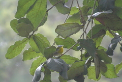 Oreothlypis superciliosa