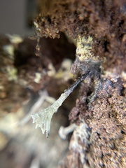 Xylaria hypoxylon