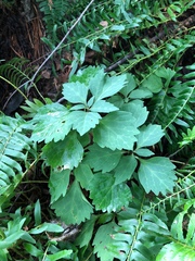 Pachysandra procumbens