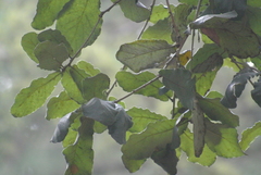 Oreothlypis superciliosa