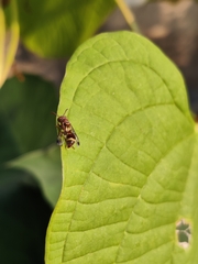 Ropalidia variegata