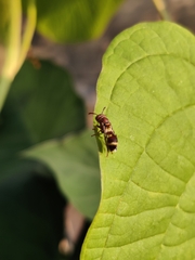 Ropalidia variegata