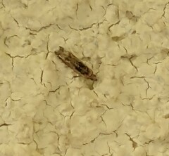 Crocidosema plebejana