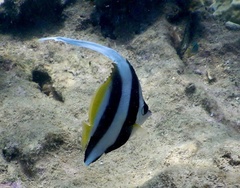 Heniochus acuminatus
