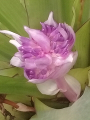 Aechmea fasciata