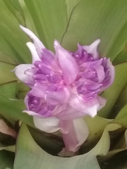 Aechmea fasciata