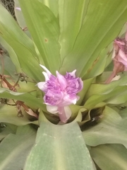 Aechmea fasciata