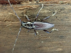 Xylotoles pattesoni