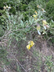 Crotalaria monteiroi