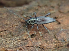 Xylotoles pattesoni