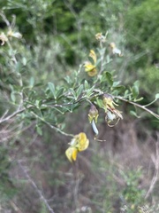 Crotalaria monteiroi