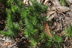 Melichrus procumbens