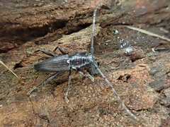 Xylotoles pattesoni