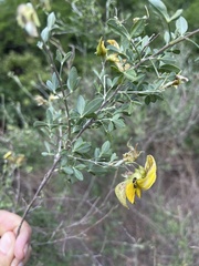 Crotalaria monteiroi