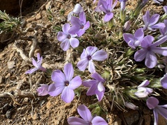 Phlox diffusa