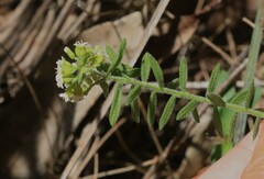 Platysace ericoides