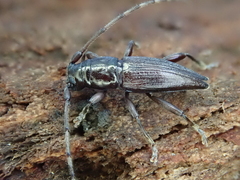 Xylotoles pattesoni