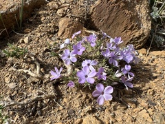 Phlox diffusa