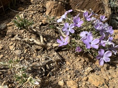 Phlox diffusa