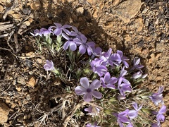 Phlox diffusa