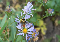 Sericomyia flagrans