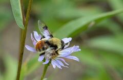 Sericomyia flagrans