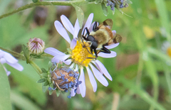 Sericomyia flagrans
