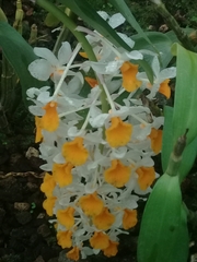 Dendrobium thyrsiflorum