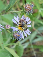 Sericomyia flagrans
