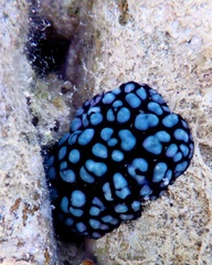 Phyllidiella pustulosa
