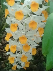 Dendrobium thyrsiflorum