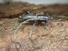 Xylotoles pattesoni