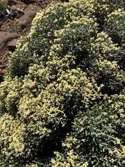 Ozothamnus scutellifolius