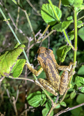 Osteopilus septentrionalis