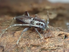 Xylotoles pattesoni