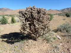 Cylindropuntia whipplei