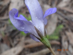 Wahlenbergia victoriensis