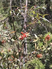 Melaleuca citrina