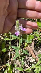 Rostellularia adscendens