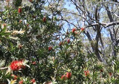 Melaleuca citrina