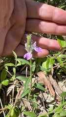 Rostellularia adscendens