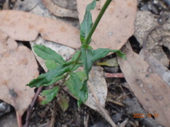 Wahlenbergia victoriensis