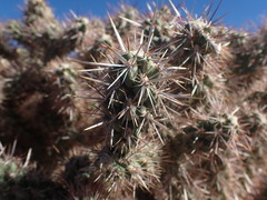 Cylindropuntia whipplei