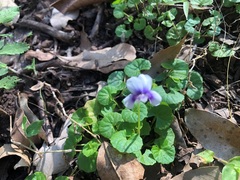 Viola hederacea