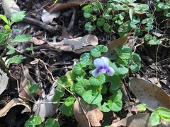 Viola hederacea
